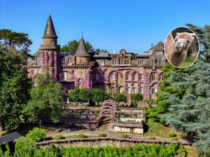 Pourquoi ce chameau a quitté son château de Corrèze pour rejoindre ses collègues dromadaires du Lot ?