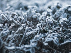 CARTE. Météo en Aveyron : jusqu'à - 6 °C degrés sur l'Aubrac, des gelées "dommageables" cette nuit et un peu de pluie fraîche ce samedi