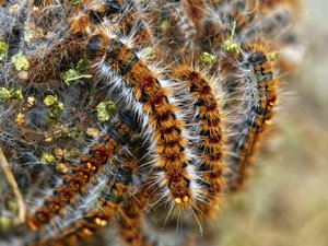 Les chenilles processionnaires sont de retour : en Aveyron : tout ce qu'il faut savoir pour s'en prémunir et protéger vos animaux