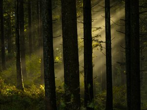 Inquiets, des promeneurs alertent les gendarmes qu'un homme armé se trouve dans la forêt, le secteur est bouclé... Il s'agissait d'un garde-chasse en service