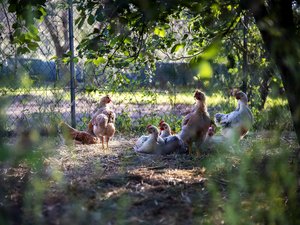 Quelles sont les règles à respecter si vous décidez d'élever des poules chez vous ?