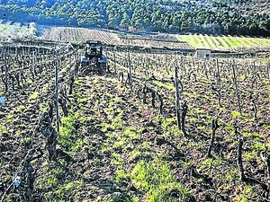 Un hiver doux puis le risque de "gelées noires" : dans la vallée du Tarn, les cultures échappent au pire