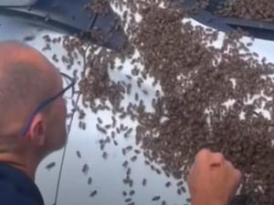 VIDÉO. Insolite : voici comment les pompiers d'Occitanie ont délogé un essaim d'abeilles qui avait squatté une voiture