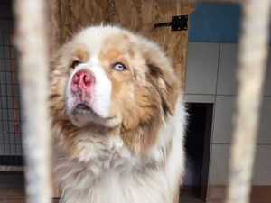 "Il n'arrivait pas à tenir sur ses pattes" : un chien attaché à la voiture par son maître et traîné sur la route, sauvé in extremis par une témoin