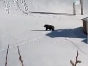 VIDÉO. Pour le week-end de Pâques, un ours s'offre la piste de ski d'une station des Pyrénées