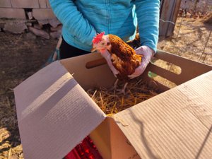 "C'est peu connu, mais c'est un animal de compagnie attachant et drôle" : dans l'Aveyron, des poules adoptées et sauvées de l'abattoir