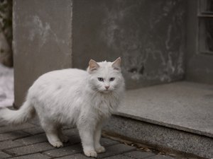 Elle recueille un chat non pucé, l'adopte au bout de deux ans et se fait attaquer en justice pour vol : Pompom au coeur d'une bataille judiciaire