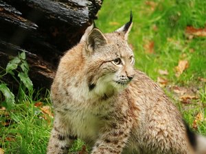 Attiré par les poissons, un lynx piégé dans une pisciculture par un filet de protection : les pompiers lui portent secours