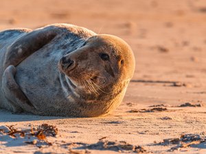 "Il dort toute la journée en général" : un phoque roupille sur la route, la circulation déviée par la police
