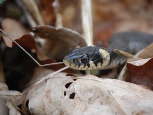 Un randonneur de 37 ans mordu par un serpent pendant une balade en montagne avec deux amis, son état de santé s'aggrave rapidement, il est transporté inconscient à l'hôpital