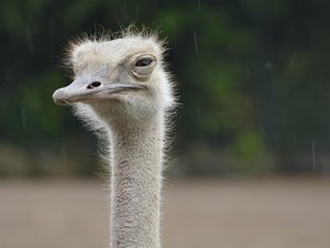 VIDÉO. Pas une trottinette, pas un cycliste, mais... une autruche "circulant" à 70 km/h sur l'autoroute
