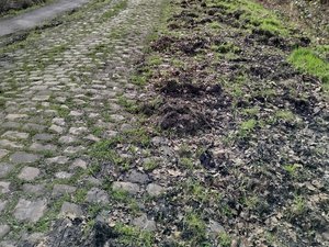 "Une première dans l'histoire de la course" : des sangliers saccagent les bas-côtés d'une partie du circuit de la mythique course cycliste Paris-Roubaix