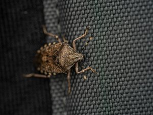 Punaises de lit : un insecticide interdit en France cause des centaines d'intoxications et a fait au moins quatre morts depuis 2023