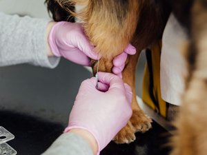 Prévention, vaccination et suivi vétérinaire : comment protéger son chien contre la leishmaniose, maladie grave qui peut aussi représenter un risque pour l'être humain ?