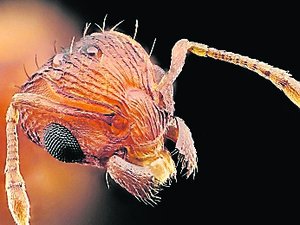 "C'est un mélange entre une piqûre d'abeille et une brûlure d'ortie" : installée dans le Sud-Est, la fourmi électrique pourrait-elle arriver en Occitanie ?