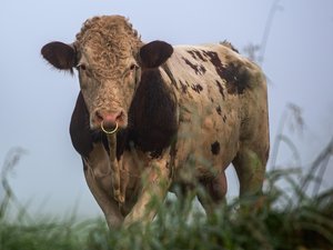 Écrasé contre la clôture et piétiné : un ouvrier agricole meurt chargé par un taureau