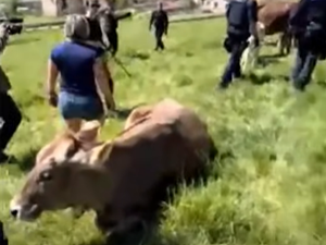 VIDÉOS. Obligée par la justice de faire vacciner ses vaches et devant l'arrivée des gendarmes et des vétérinaires, elle tente de s'enfuir avec son troupeau