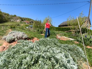 "Les plantes peuvent soulager beaucoup de choses" : Hélène Quentrec, "une sorcière sur le toit" et la pharmacopée au bout du jardin en Aveyron