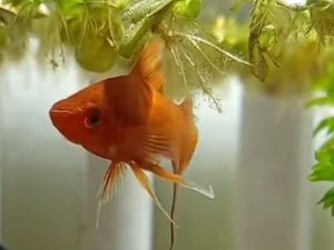 "Merci à la police de ne pas l'avoir oublié" : le poisson rouge de Loana, "seul survivant de l'appartement", confié à une association