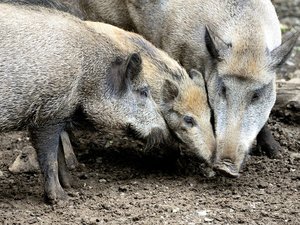Dispositif insolite dans le Gard : une bande de neuf sangliers se réfugient dans un parc pour enfants, les autorités coincées pour les faire sortir
