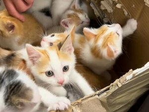 "La mauvaise surprise de l'après-midi" : cette SPA découvre 15 chatons dans un carton en plein soleil et se retrouve subitement débordée