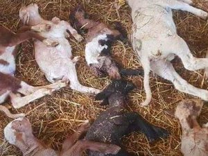 "Il a pris les animaux pour les cacher" en Aveyron : près de 400 brebis, agneaux, cochons, volailles et chats errant parmi les cadavres dans une exploitation d'Occitanie