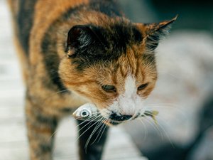 Son chat rapporte un poisson rouge vivant à la maison, sa maîtresse réussit à retrouver sa propriétaire en lançant un appel sur les réseaux sociaux