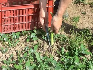 Ambeyrac. "C'est la première fois que ça arrive depuis que je fais des vertes" : en Aveyron, les premières asperges pointent déjà le bout de leurs tiges