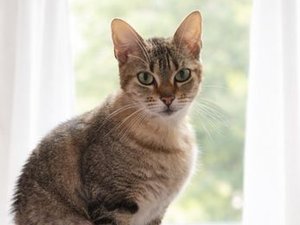 "Tout est parti d'un message très vague" : l'incroyable élan de solidarité dans cette commune de l'Aveyron pour retrouver une chatte coincée sur un toit