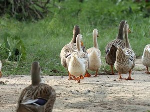 "Tous les animaux vont aller dehors pour l'alimentation" : le niveau de risque de la grippe aviaire abaissé en France à partir de ce lundi