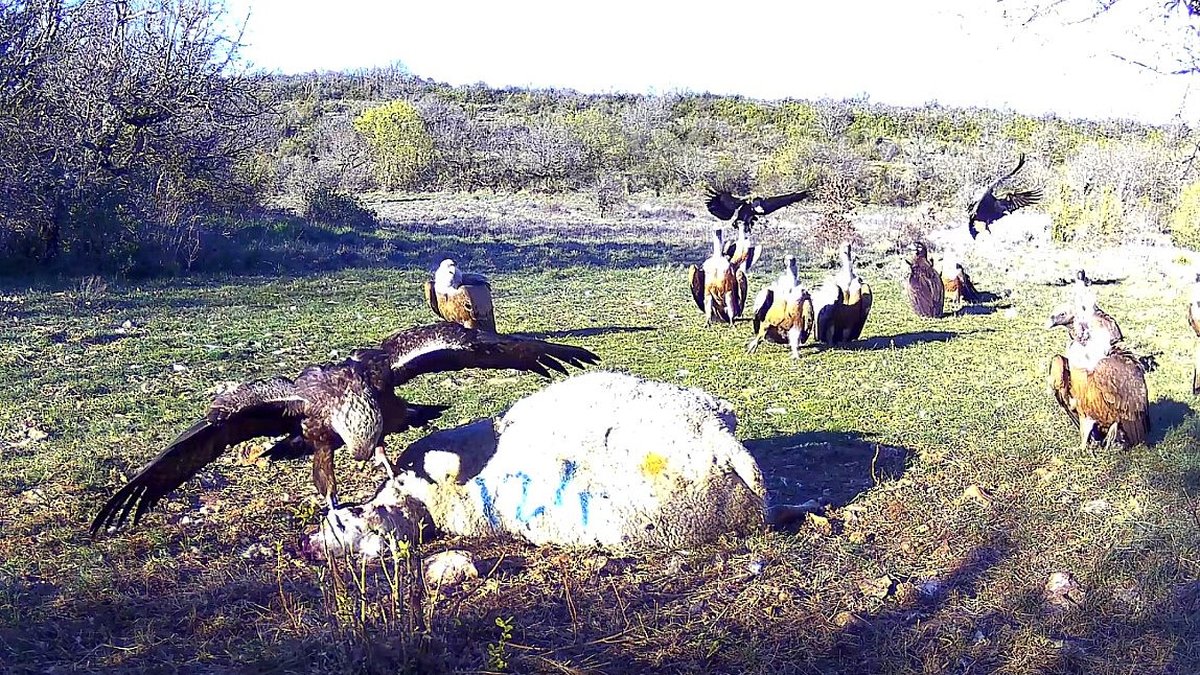 VIDÉO. Insolite : sur le Larzac, l’aigle ne veut pas partager la brebis avec le vautour, ce dernier revient avec 40 copains, ils la dévorent en 15 minutes