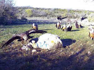 VIDÉO. Insolite : sur le Larzac, l'aigle ne veut pas partager la brebis avec le vautour, ce dernier revient avec 40 copains, ils la dévorent en 15 minutes
