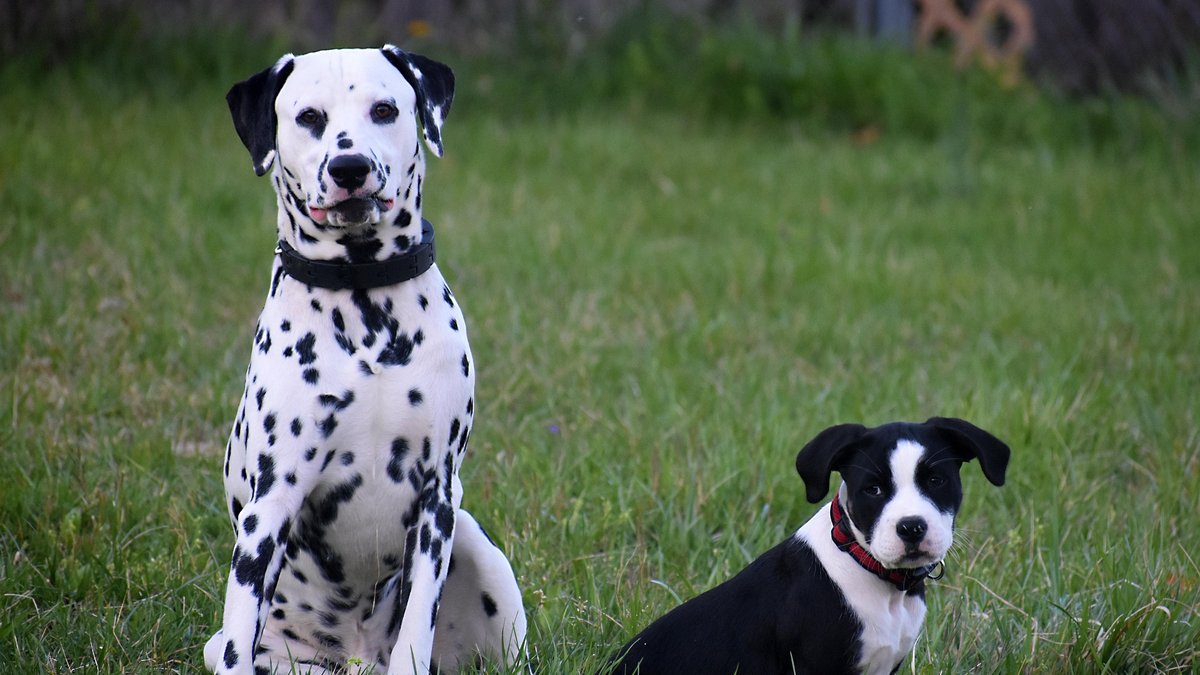 Un livreur se réfugie sur le capot de la Porsche d’un client pour échapper à ses chiens : le propriétaire réclame 2 700 € de frais de carrosserie, la justice rejette la plainte