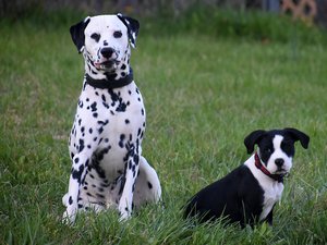 Un livreur se réfugie sur le capot de la Porsche d'un client pour échapper à ses chiens : le propriétaire réclame 2 700 ¬ de frais de carrosserie, la justice rejette la plainte
