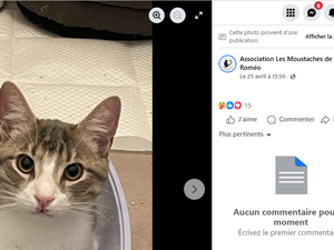 Un chat sauvé après avoir été jeté vivant dans un conteneur à poubelles : une cagnotte en ligne est ouverte pour financer l'opération de ses deux pattes avant cassées