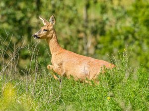 Le chevreuil qui a percuté et blessé sérieusement un motard dans le Lot était-il "ivre" de bourgeons ?