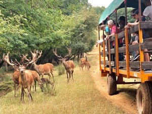 Cent cinquante animaux sur 30 hectares : ce parc animalier de l'Aveyron rouvre ses portes