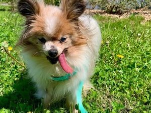 Le plus vieux chien du monde vivrait en France : Lazare, né en 1995, attend d'entrer au Guinness Book des records