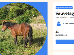 Une avocate et un policier s'unissent pour sauver Pépito, un poulain promis à l'abattoir