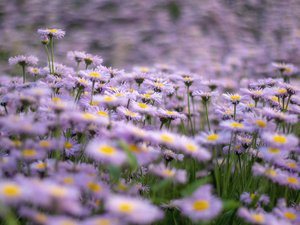 Gelées : Saint-Mamert, Saint-Pancrace, Saint-Servais, Saint-Yves et Saint-Urbain, les Saints de glace approchent, voici les cinq dates à retenir pour protéger son jardin et son potager ?