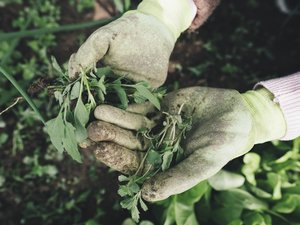 Saints de glace : en mai, ces erreurs à ne pas commettre pour bien réussir ses plantations dans son jardin et dans son potager