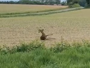 VIDÉO. "Bambi force sur l'apéro" : l'appel à la vigilance de la gendarmerie en filmant un chevreuil ivre dans un champ