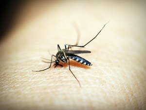 Dengue, chikungunya, virus Zika... Les bons gestes à adopter pour cette année 2026 qui s'annonce à haut risque