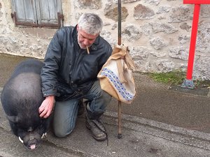 "Tu veux aller dans quel café maintenant ?" : comment Wolfi, un cochon noir de 9 ans, est devenu la mascotte de ce village de l'Aveyron