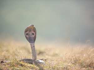 "C'est une histoire de fous !" : collège et espaces publics fermés, un cobra aperçu sème la panique dans une commune d'Occitanie