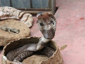 "Il reste introuvable" mercredi soir : la présence d'un cobra paralyse toute une commune au nord de Toulouse