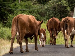 Chargé par une vache en plein marché au cadran, un homme de 70 ans gravement blessé
