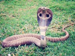 "Le cobra a de nouveau été aperçu hier soir" : les recherches du serpent venimeux continuent dans deux communes du nord de Toulouse
