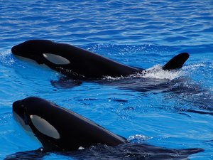 Plus d'un an après la fermeture de Marineland, des solutions peu convaincantes pour ses deux orques et ses douze dauphins à l'abandon