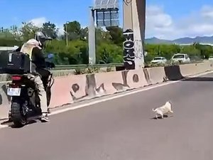 VIDÉO. Un petit chien en fuite sème le désordre sur l'autoroute : les automobilistes freinent et tentent de le capturer avant l'arrivée de la police